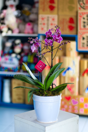 Orquídea Phalenopsis Mini