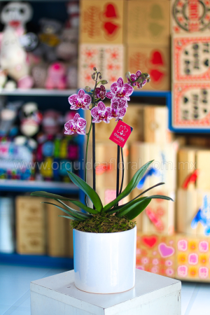 Orquídea Phalenopsis Mini