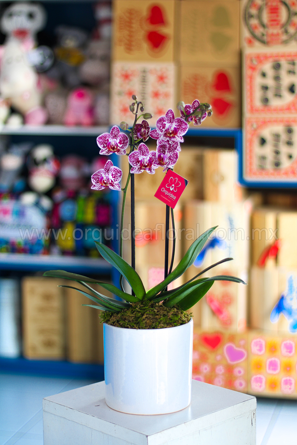 Orquídea Phalenopsis Mini