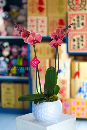Orquídea Phalenopsis