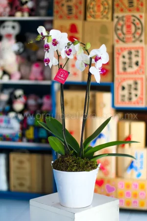 Orquídea Phalenopsis