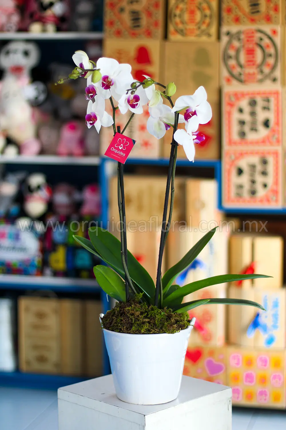 Orquídea Phalenopsis
