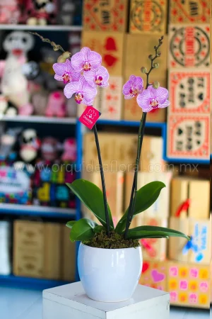 Orquídea Phalenopsis
