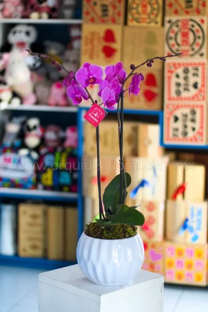 Orquídea Phalenopsis