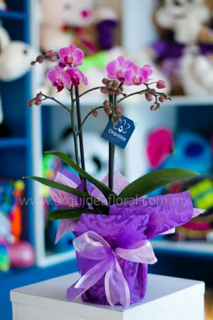Orquídea Phalenopsis Mini