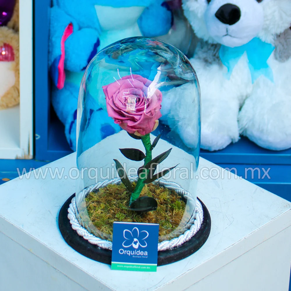 Rosa Coral Eterna Chica