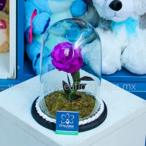 Rosa Morada Eterna Chica