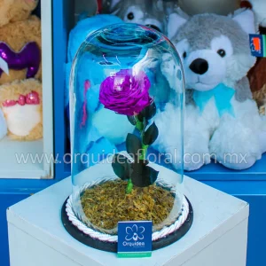 Rosa Morada Eterna Mediana