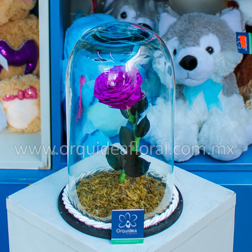 Rosa Morada Eterna Mediana
